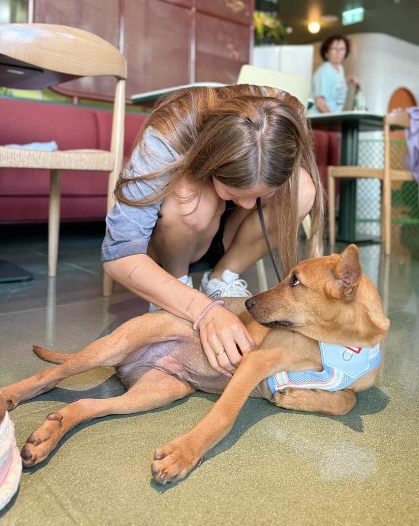 Adopter meeting a rescue dog at a pop-up event