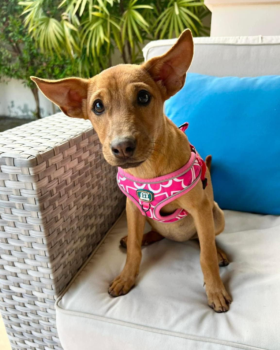 Jellybean - Thumbnail 2