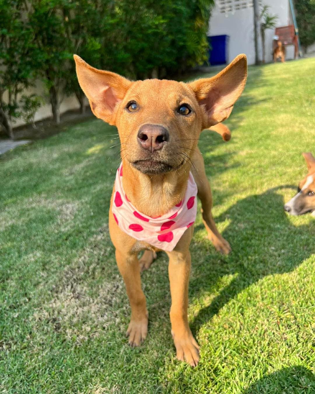 Jellybean - Thumbnail 4