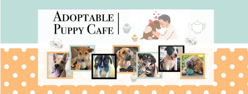 Pop Up Adoption Event