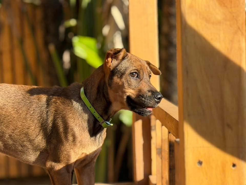 Rescue dog at The Adoptable Puppy Cafe